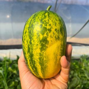 성산 파파야 멜론 메론 2kg 3kg 5kg