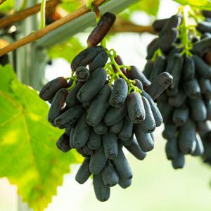 블랙사파이어 가지포도 씨없는 포도 1kg 2kg