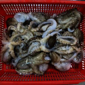 국내산 봄 주꾸미 1kg  국내산 급냉 주꾸미