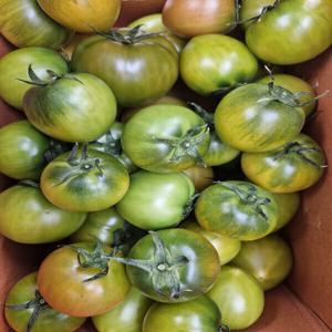 정품 첫 출하 단맛과 새콤한 맛의 조화 대저 짭짤이 토마토 2.5kg L M 로얄 S~2S