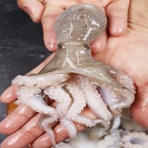 국내산 급냉 활 주꾸미 1kg (7~12미내외) 당일어획 제철 냉동 봄 쭈꾸미 자연산 최상급 원기회복 샤브샤브