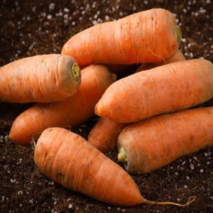 당근 제주구좌당근 5kg (중) 햇 흙당근 초특가 행사