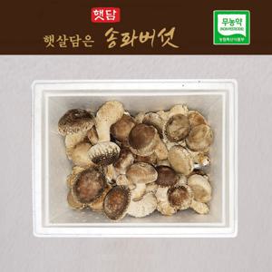 햇담 송화버섯 정품중급 실속형 500g 농협에 납품하는 이천 무농약 송고버섯 1kg구매시 건조송화 사은품