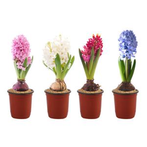 1+1 봄꽃 구근식물  히아신스 수선화 튤립 정품 농장직영 수경 재배 생화