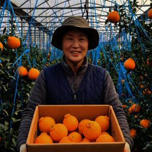 한라봉 제주 4.5kg 가정용 못난이 주스용 혼합과 시즌마감 초특가 행사