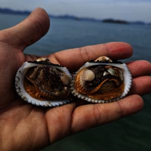 국내산 여자만 새꼬막 3kg  300미~330미 내외