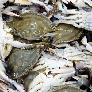 특품 연평도 암꽃게 절단꽃게 1kg 냉동 꽃게 급냉 수율 좋은 급냉 꽃게