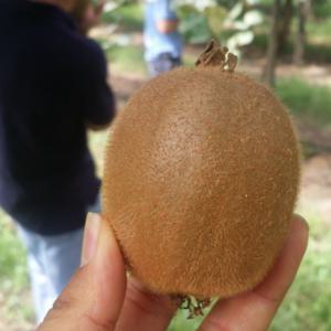 국내산 새콤달콤 참다래 키위 그린키위 소과 1kg