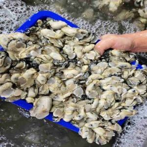 통영 생굴 1kg 당일 작업 신선  횟감 무침 김장 김치 통영 제철 겨울 생굴