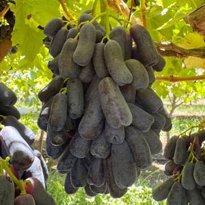 씨없는 수입 가지포도 블랙사파이어 800g