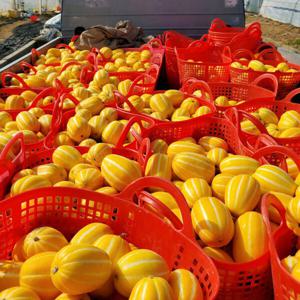 성주참외 가정용참외 농장 꼬마 참외 제철 1kg 2kg 3kg / 첫 수확 (수량한정) 배송비 무료 이벤트