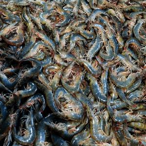 초특가 국내산 제철 활새우 흰다리새우 산지직송 (200g/500g/1kg)