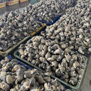 동해안 활 흑골뱅이 소 2kg(140미) 골뱅이 흑고동