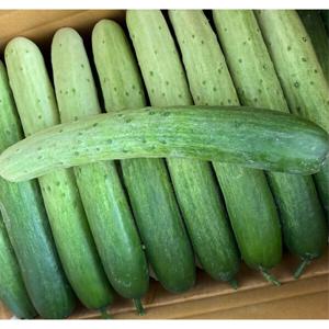 백오이 국내산 아삭한 백다다기 오이 당일수확