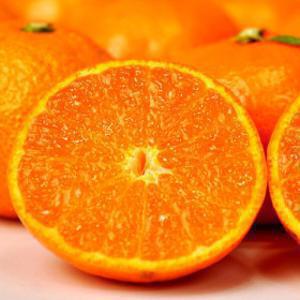 (신선집중) 천혜향 고당도 천혜향 5kg 실중량 1시까지주문시 당일출고가능