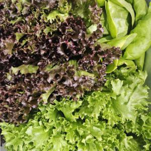 (신선집중) (무농약/GAP인증) 유러피안 상추/샐러드/쌈채소 1kg 랜덤구성(3~6종)