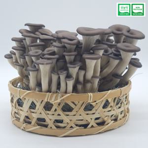 산지직송 국내산 무농약 느타리버섯 2kg 흑타리버섯 국내산 흑타리버섯