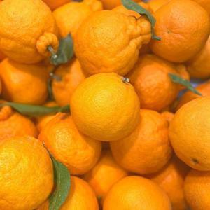 제주 농장직송 향긋한 한라봉 랜덤과 10kg 한라봉 특가 행사