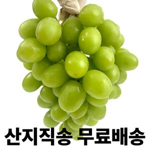 당일수확 고당도 샤인머스켓 실속형 1등급 실중량 2kg 초특가행사상품