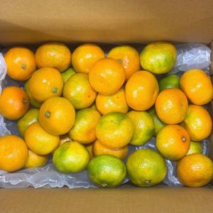 타이벡감귤 제주 감귤 밀감 조생 귤 타이백 / (현재출고) 비가림 하우스감귤 대과 5kg