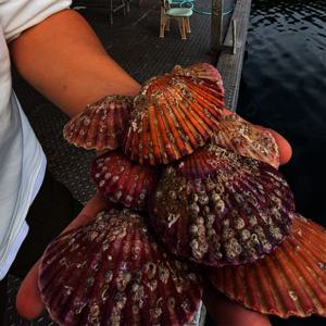 국내산 제철 통영 홍가리비 5kg  가성비 홍가리비 5kg 120미내외