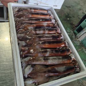 국내산 급랭 오징어 선동 초코 오징어  신선 급냉 /850g(2-3미 내외)/ 통찜오징어 숙회