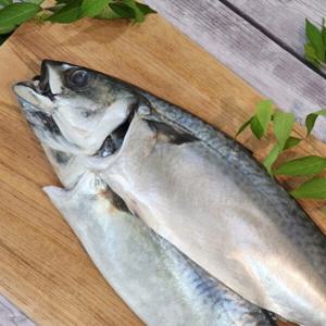 국산 다대포 특대왕 자반고등어 40cm 간고등어 8마리 4손