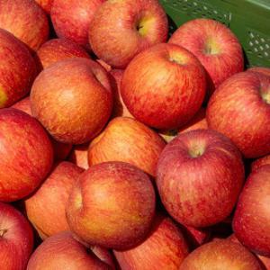 경북직송 알뜰 미색 부사사과 2kg /2세트구매시 5kg로 발송