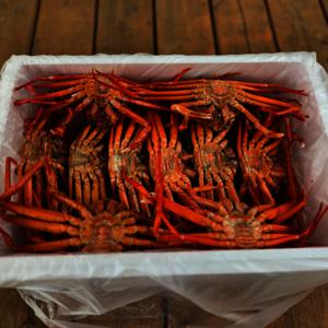 동해안 가성비 연지홍게 B급 8kg (22-28미내외) (다리수율 70%내외) 실속 갓성비 자숙홍게