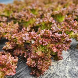 탱글이농장 매일수확 싱싱한 꽃상추 2kg 산지직송