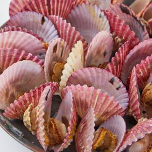 홍가리비 가리비 구이 제철 홍가리비찜 / 2kg(34미내외) / 특가 3kg(51미내외)