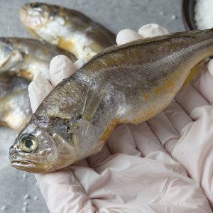 (신선집중) 맘아픈 알뜰 진굴비 700g 30/40미 내외 2봉 총 1.4kg