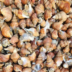 (신선집중) 포항 당일바리 활 살고동 고추골뱅이 1kg 소 (50미 내외) / 대 (20미 내외)