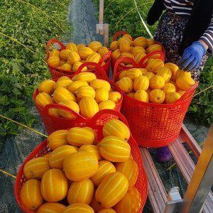 (신선집중) 다담농산 성주참외 총알배송 3.5kg(혼합과)/포장재포함/실중량 도표참조