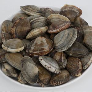 (신선집중) 국내산 자연산 활바지락 800g 바지락살 200g 동죽조개 800g 참바지락