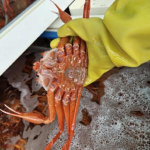 고급형 박달홍게 4kg 몸통수율 80%~90% 다리수율 90% 이상 붉은대게 S급 프리미엄