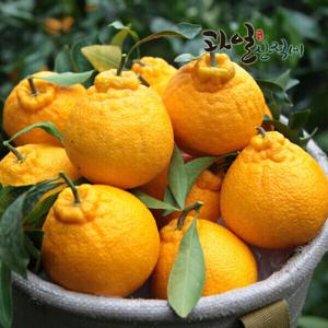 (신선집중) 고당도 제주 하우스 한라봉 대과 4.5kg (14-25과내외) 상품