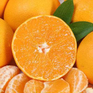 (신선집중) 제주직송 과즙가득 천혜향 4.5kg 꼬마과(32~45과내외)/2건 이상 구매 시 2000원 할인