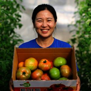 토마토 찰토마토 완숙토마토 못난이 혼합사이즈 가정용 4.5kg(박스 포함 5kg)