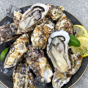 (신선집중) 국내 남해안 자연산 제철 석화 각굴 5kg / 당일 채취 후 발송