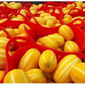 (신선집중)성주참외 가정용 당도선별 5kg 실중량(4.5kg) 랜덤 파손방지