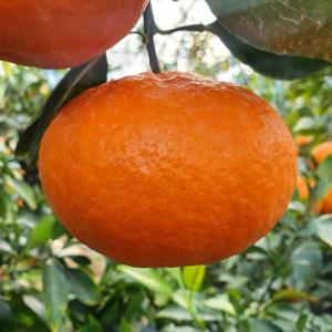 레드향 천혜향 제주 서귀포 프리미엄 고당도 한라봉 5kg 혼합과 (가정용 못난이) / 초특가 행사