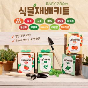(2종세트) 식물재배키트 이지그로우 토마토 딸기 고수 바질 키우기