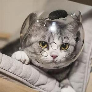 고양이 투명 헬멧 고양이 물림방지 헤드 마스크 진료 커버 애완 우주