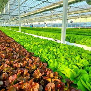 익산 정진농장 유러피안 채소 쌈채소1kg