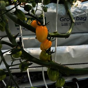 신품종 골드찬스 노랑 주황 대추방울토마토  1kg