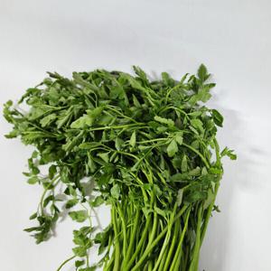 하나의팜 돌미나리 500g 나주 노안 미나리 광주 동곡