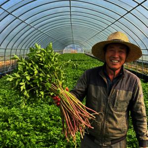 청도 미나리 돌미나리 400g 특품 우주최저가