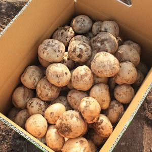 국내산 감자 수미감자 햇감자 분감자 중/대/특/왕특 5kg 중(50~70g) 5kg 최저가 이벤트- 무료배송