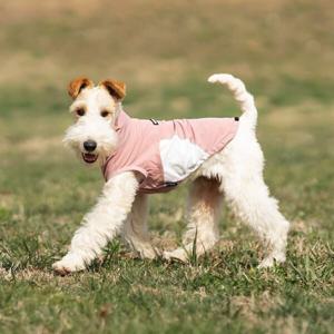 강아지티셔츠 아웃도어 자외선 차단 봄옷 스타배송